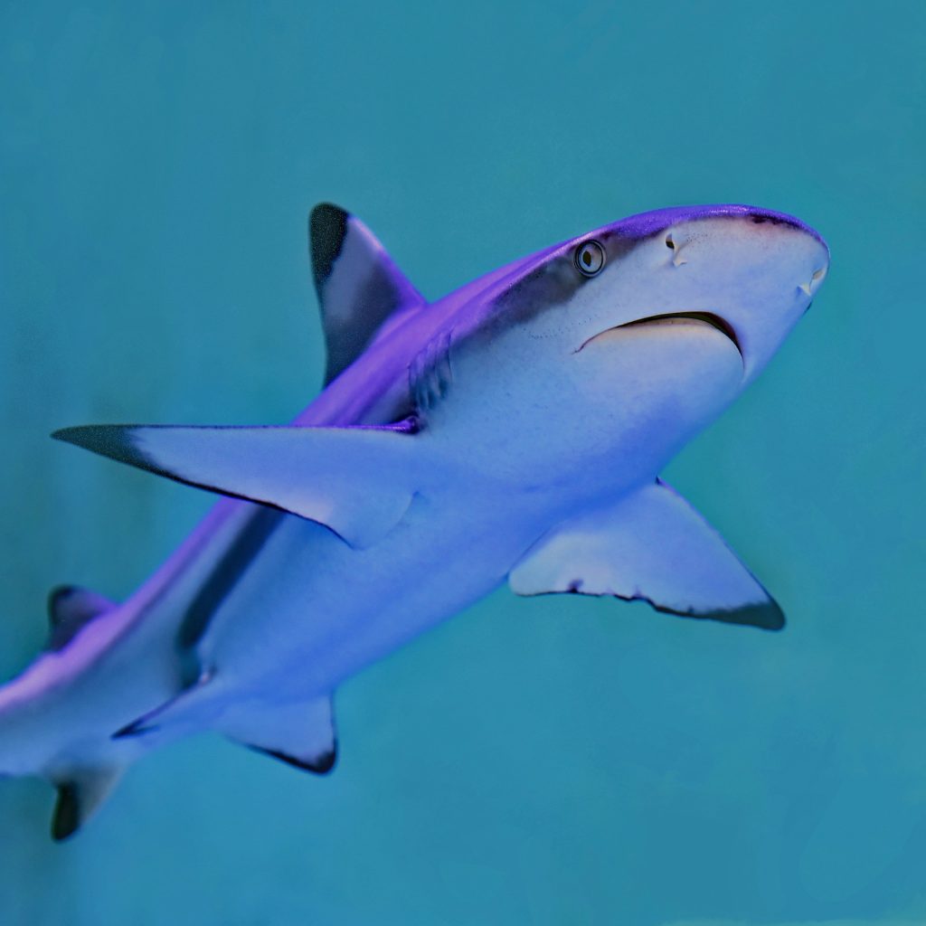 shark