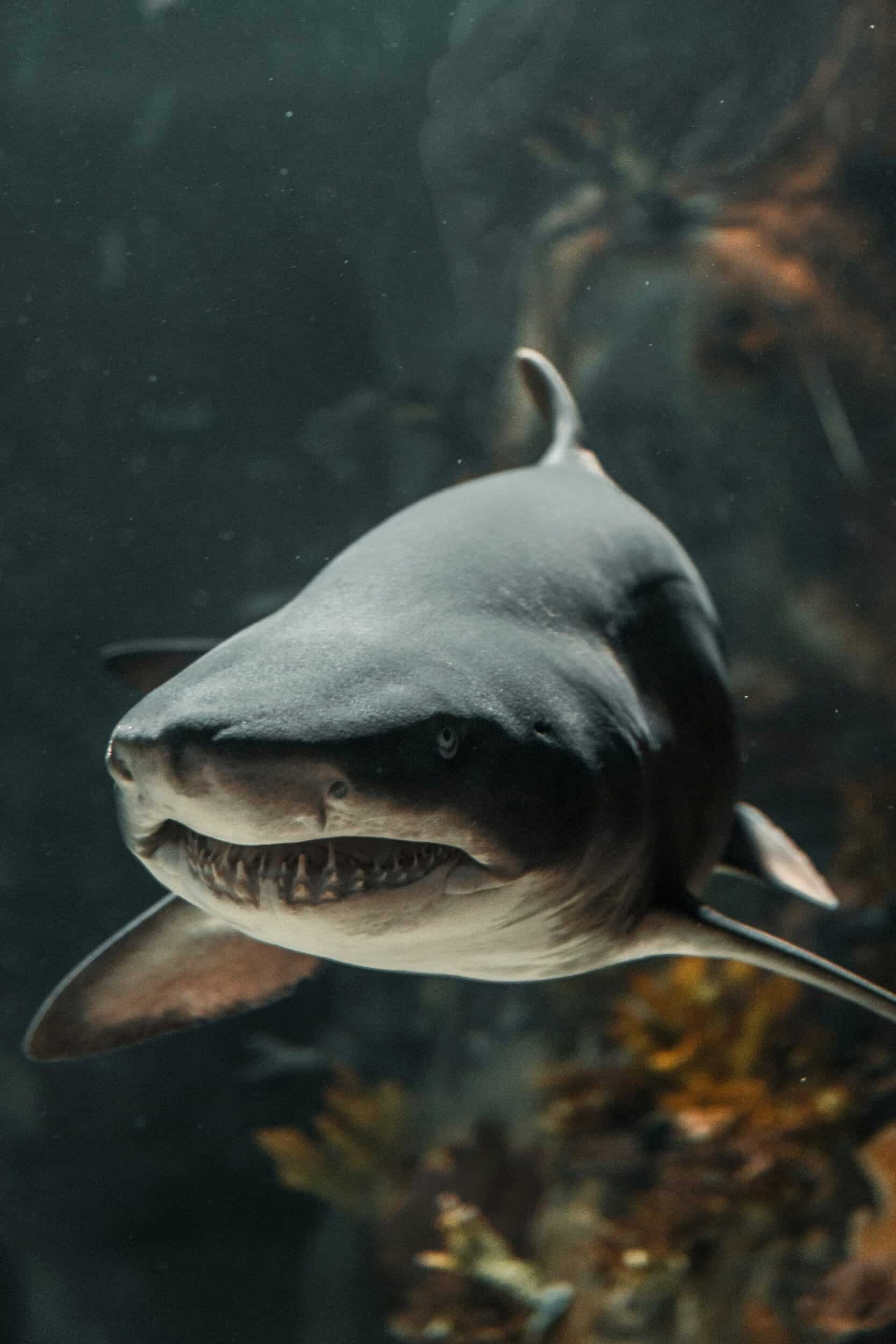 shark 