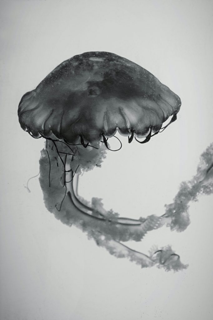 jellyfish 