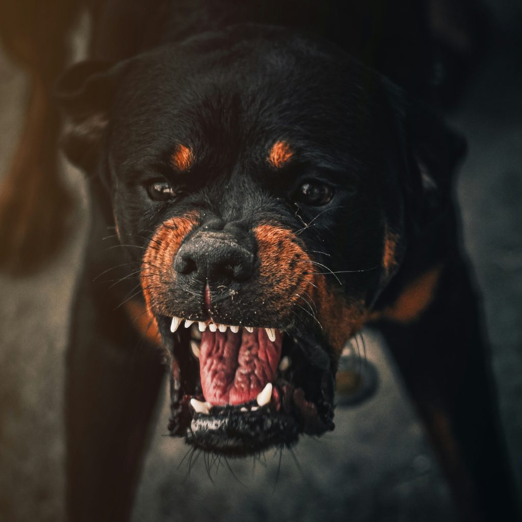 fear of dogs cynophobia