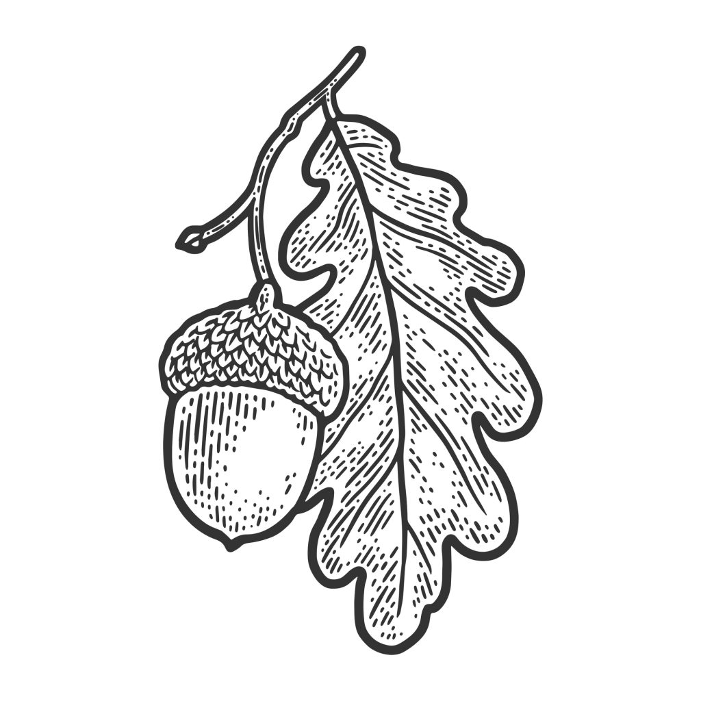 acorn line drawing 